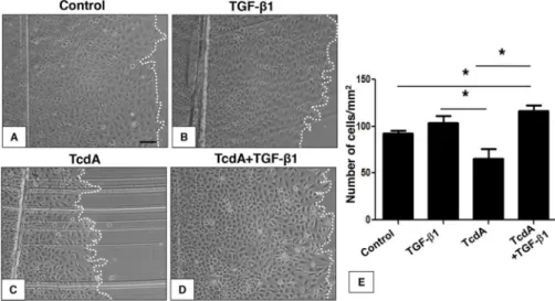 FIG 6 TGF-␤1 rescues IEC-6 cell monolayers from migration deﬁcits induced by C. difficile TcdA treatment.