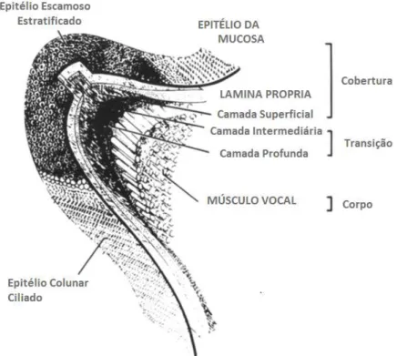 Figura 2.2: Representação do trato vocal, destacando as cinco camadas dessa estrutura ( HIRANO , 1988).