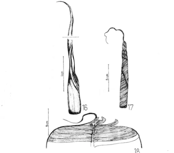 Fig.  19  Inflorescencia  de  Musa  rosacea.  Nesta  fi gura sao visiveis os 2 tiltimos hipsofilos (H) e  0  conjunto de 