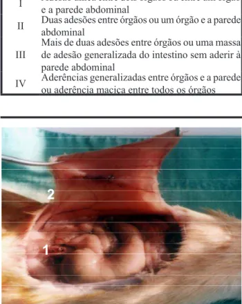 FIGURA 2 –  Inventário da cavidade abdominal a procura de ad-