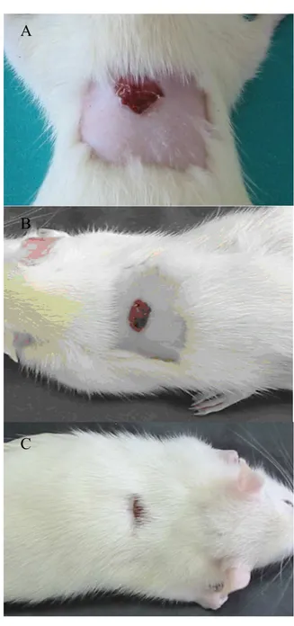 FIGURA 5 – Fotos comparativas de animais do grupo con- con-trole mostrando as lesões no 7º (A), 14º (B) e  21º (C) de observação do pós-operatório