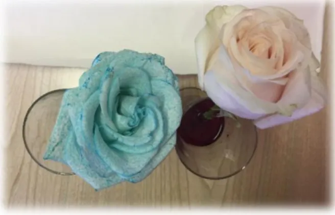 Figura 14- Rosas com corantes