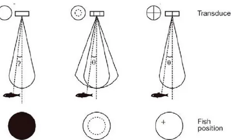 Figura 3. Transdutores de feixe simples (à esquerda), de feixe duplo (ao centro) e de feixe dividido (à direita) e correspondente  capacidade de localização dos ecos detectados (adaptado de Parker-Stetter et al., 2009) 