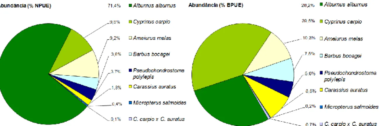Figura 13. Abundância relativa em número (esquerda) e biomassa (direita) das diversas espécies capturadas com as redes de emalhar  colocadas nos 9 locais e nos 3 extractos de profundidade 