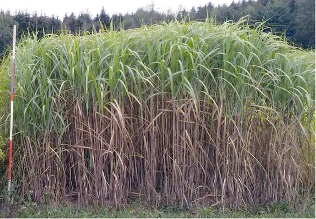 Figure 5. Four-year old miscanthus (Miscanthus × giganteus Greef et Deuter) grown on a shallow stony  soil in southwest Germany