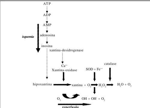 FIGURA 2 - Mecanismo de produção de radicais livres pela ação da xantina oxidase.