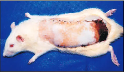 FIGURA 6 -  Área cutânea com necrose mais bem delimitada, ao lado de área de sofrimento cutâneo, em animal do grupo PO7.