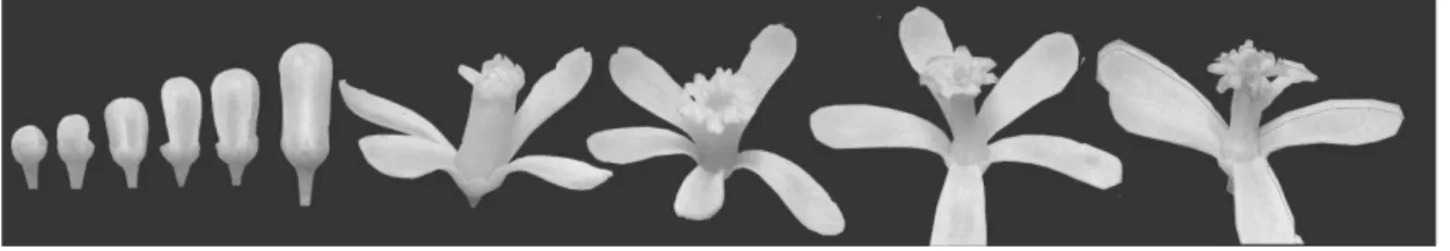 Figura  2.2: Seqüência do desenvolvimento de flores de  Azadirachta  indica no horário da antese
