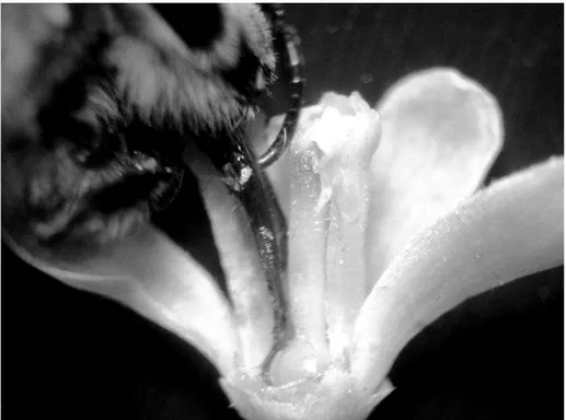 Figura  2.5:  Ilustração  mostrando  a probóscide  de uma  operária  de  Apis  mellifera  introduzida em  uma flor de Azadirachta indica em corte longitudinal, simulando uma visita para a coleta de néctar