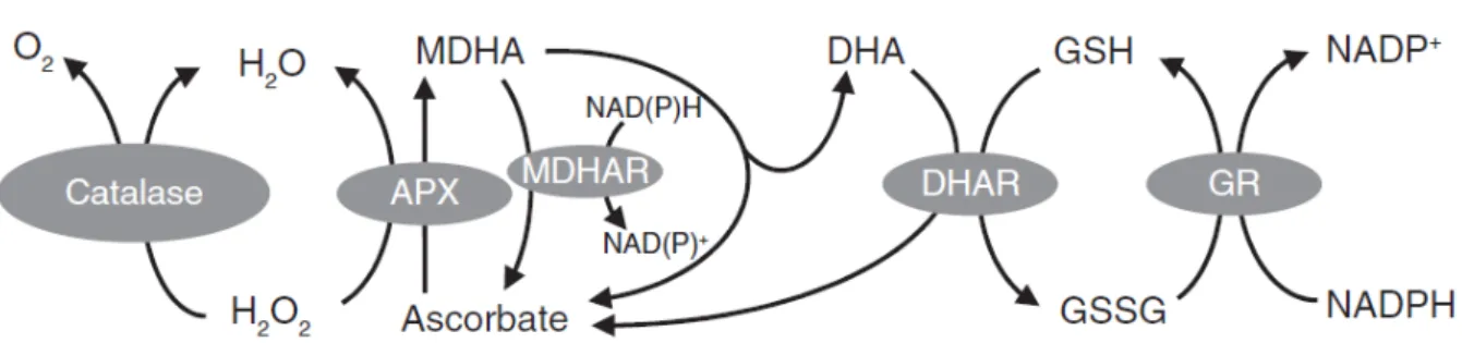 Figura 2  –  Duas das principais vias para o metabolismo de H 2 O 2  em plantas.  