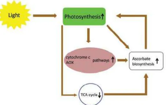 Figura 3  –  A rede ascorbato - fotossíntese - respiração - ciclo TCA. 