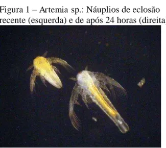 Figura 1 –  Artemia  sp.: Náuplios de eclosão    recente (esquerda) e de após 24 horas (direita)