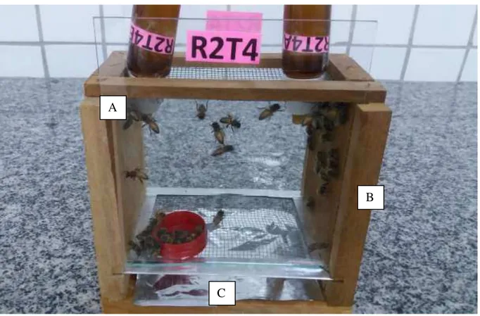 Figura 5 – Gaiola com abelhas africanizadas Apis mellifera alimentadas com diferentes dietas