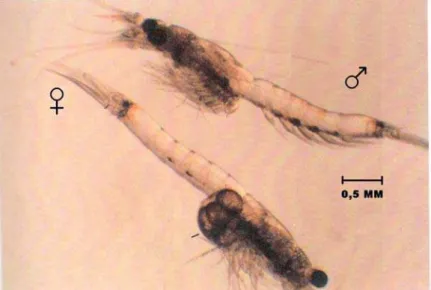 Figura 5.  Fotografia de uma fêmea e macho adultos de Mysidopisis juniae. 