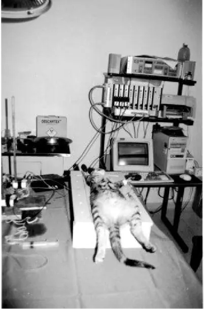 FIGURA 1 - Gato anestesiado durante manometria esofágica computadorizada.