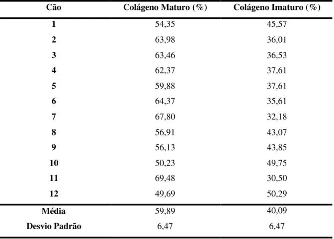 TABELA 4 - Relação percentual média de colágeno maturo X colágeno imaturo.