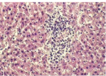 FIGURA 6 - Gráfico de sobrevida no terceiro experimento.FIGURA 4 - Microscopia – Tumor de Walker no fígado.
