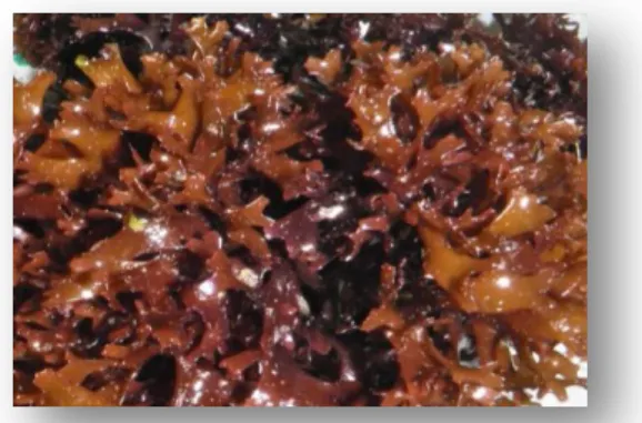 Figure 1.3 - Chondrus crispus (adapted from: 