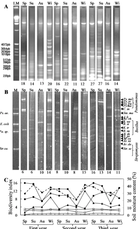 Figure 4. Fluctuation of the bacterial soil community in the maize field as determined by soil PCR-agarose (A), soil PCR-DGGE (B), and de visu identification of bacteria cultured in eight different media (C)