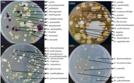 Figure 1. Different morphological typologies and corresponding species of bacterial colonies rose in TSA, SC, YEPD, and AZO media seeded with the soil sample of fall of the third year