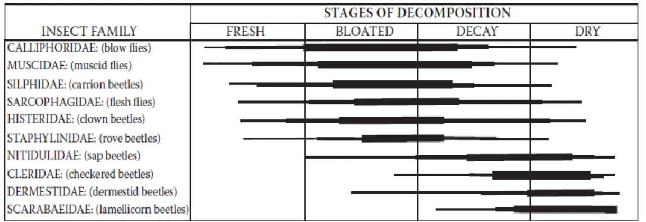 Table 1 – Distribution of the most relevant families occurring on each decomposition stage, as observed on human  remains in spring/summer, in Tennessee