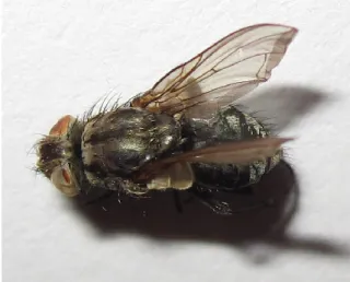 Fig.  6 – Pollenia vagabunda (Calliphoridae), characterized by  its dark longitudinal stripe on the thorax (original photo)