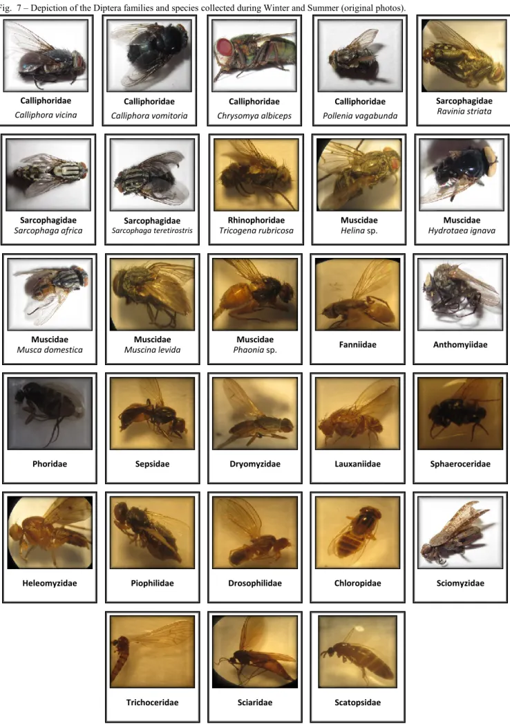 Fig.  7 – Depiction of the Diptera families and species collected during Winter and Summer (original photos)