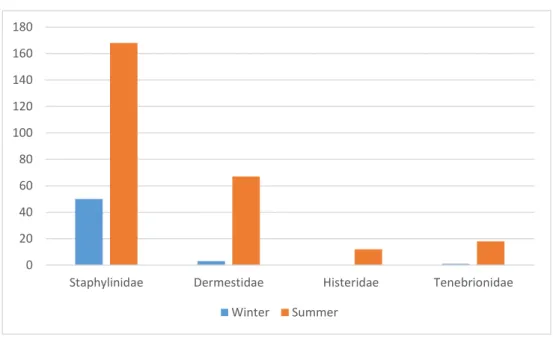 Fig.  8 - Abundance of the most represented Coleoptera families, captured on both winter and summer