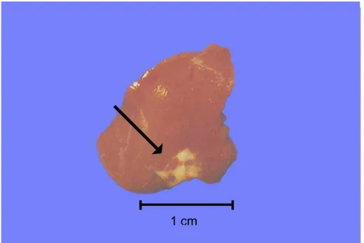FIGURA 6 – Aspecto macroscópico do fígado de coelho decorridos 14 dias da injeção de solução
