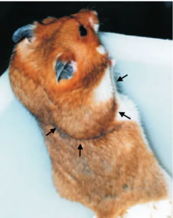 FIGURA 1 – Hamster sirio dourado  (Mesocricetus auratus). Bolsa jugal direita aumentada de volume por estar armazenando alimento (setas).