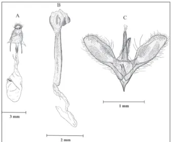 Figure  2  –  Morphological  features  of  Herpetogramma  bipunctalis  used  for  classification  of  adults  reared  from  amaranth  plants  collected  in  Nov