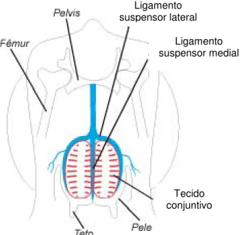 Figura 4 – Esquema ilustrativo do aparelho suspensor da glândula mamária 