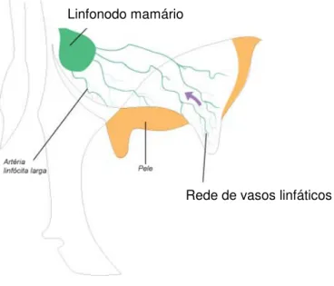 Figura 6 – Esquema ilustrativo do sistema linfático da glândula mamária 