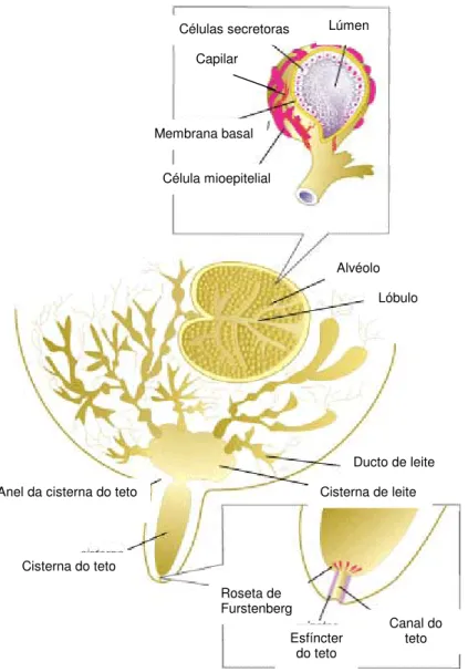 Figura 8 – Esquema ilustrativo da estrutura anatómica da glândula mamária