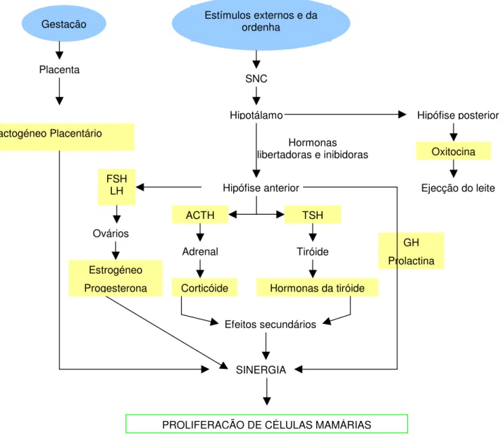 Figura  9  –  Esquema  ilustrativo  dos  órgãos  produtores  das  hormonas  intervenientes  na  lactação 