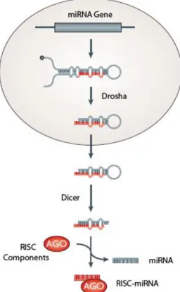 Figure  1.1.  -  miRNA  biosynthesis. 