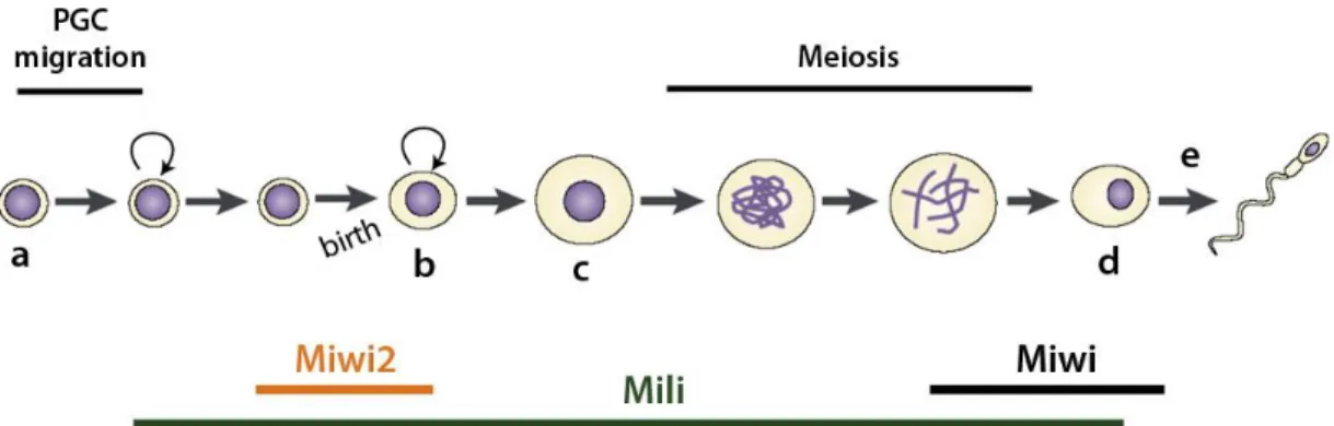 Figure  1.3.1  –  Schematic  representation  of  spermatogenesis.  Before  birth,  PGCs  (a)  migrate  and  expand  before  entering  the  cell-cycle  arrest