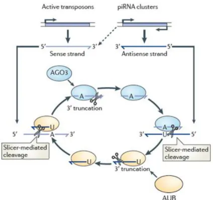 Figure  1.5.1  –  The  ping-pong  amplification  loop.  Aub  associated  with  antisense  piRNAs  cleave complementary targets that originate from active transposons, defining the 5’ end of  piRNAs  that  are  loaded  onto  Ago3