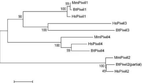 Fig.  1.6.1  –  Phylogenetic  relationships  between  mammalian  Piwi  proteins. 