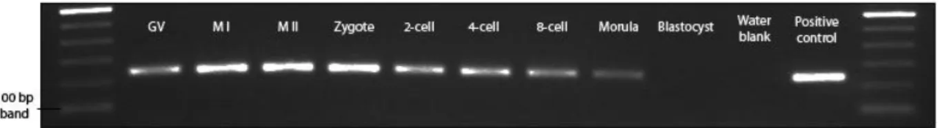 Figure 3.2 - Expression of  PIWIL3 during oocyte maturation and early development. cDNA  samples  ranging  from  GV-stage  oocytes  to  blastocysts  were  tested  for  the  presence  of  PIWIL3  transcripts