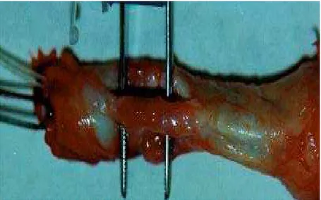 FIGURA 6 - Fragmento de mucosa bucal implantado na uretra aos 60 dias de observação. Nota-se a hiperemia no implante.