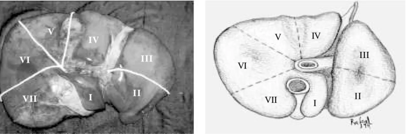 FIGURA 14 – Segmentos hepáticos. Face inferior.