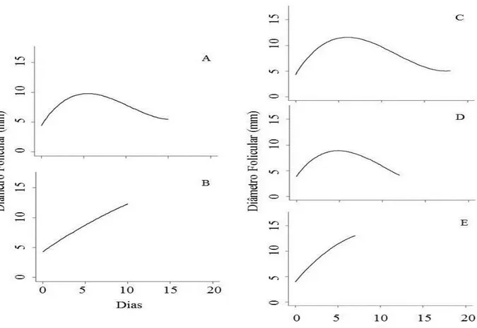 Figura 2.1. Equação de regressão do padrão de comportamento do desenvolvimento do 1° e 2° folículo dominante  (FD)  nos  animais  do  grupo  2O,  A  e  B,  respectivamente  e  do  1°,  2°  e  3°  FD  nos  animais  do  grupo  3O,  C,  D  e  E,  respectivame