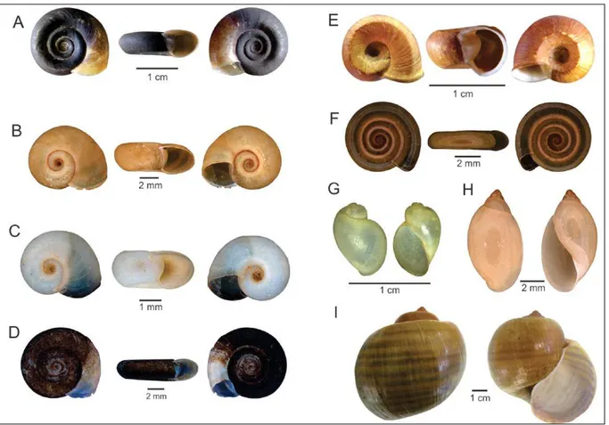 Figure 3: Diversity of gastropod families in relation to the total number of lots. A. Freshwater taxa