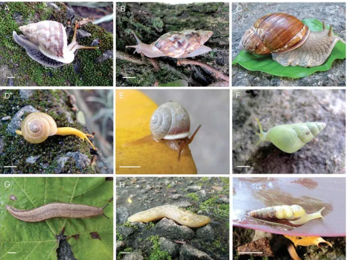 Figure 4 - Specimens of native and exotic terrestrial gastropods species of CMIOC. Photos of living specimens before ixed and stored  at  CMIOC