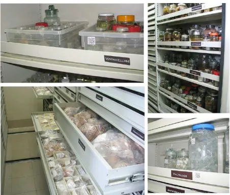 Figure  2.  Internal  view  of  the  cabinets  of  the  Molluscan Collection at the Museum Nacional.