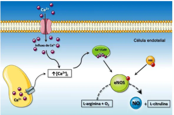 Figura 1: Representação esquemática do mecanismo de síntese e ação do óxido nítrico no vaso.
