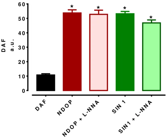 Gráfico 1: Fluorescência da sonda DAF-FM DA indicando os níveis de NO em células de músculo liso  vascular em relação aos tratamentos