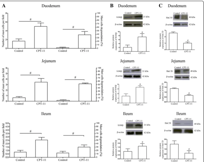Fig. 1 CPT-11 induces mastocytosis and alters S100β and HuC/D protein expression in small intestine