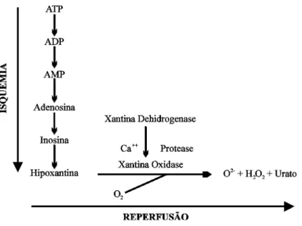 Figura 1 - Mecanismo proposto para geração de radicais livres de oxigênio após períodos de isquemia e reperfusão 4,5,6 .